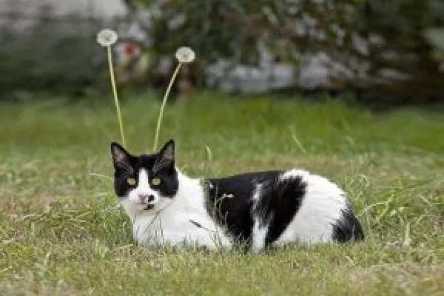 30 Hilarious Moments That Prove Cats Are Pure Chaos Wrapped in Fur and Whiskers