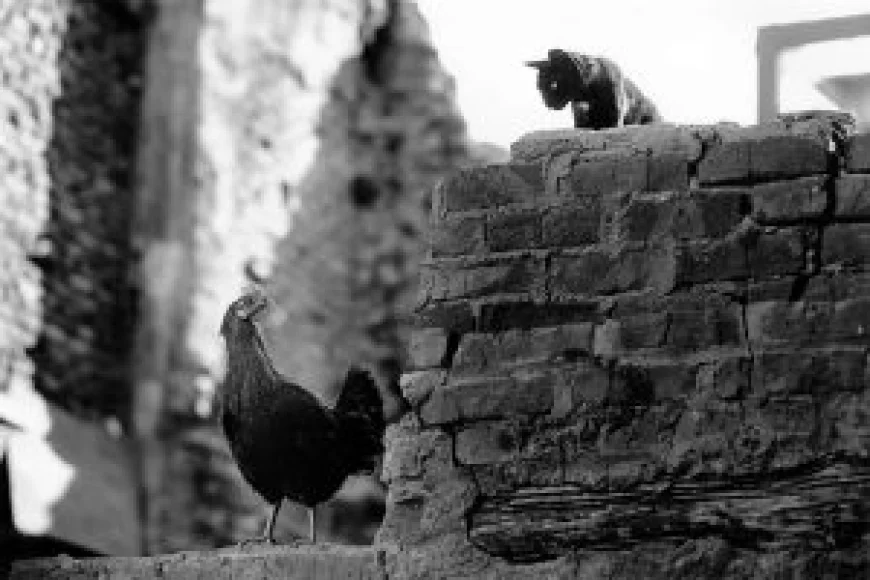 30 Striking Black and White Street Photos That Showcase Masterful Composition
